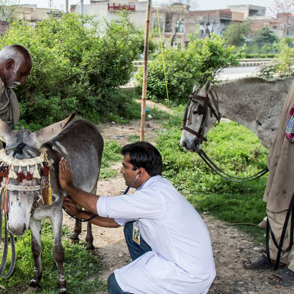 Veterinary inspection of a donkey, Pakistan. Credit: Brooke - Freya Downson.