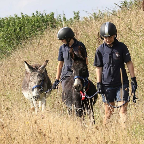 Donkeys are playing a key role in an innovative conservation scheme encouraging the growth of wildflowers