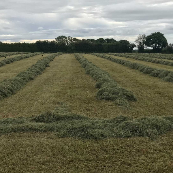 Cut haylage in Liscarroll, Ireland