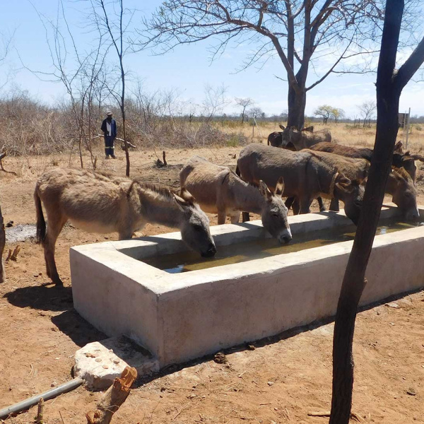 Donkeys drinking from The Donkey Sanctuary funded water point in Zimbabwe (credit: WLZ)