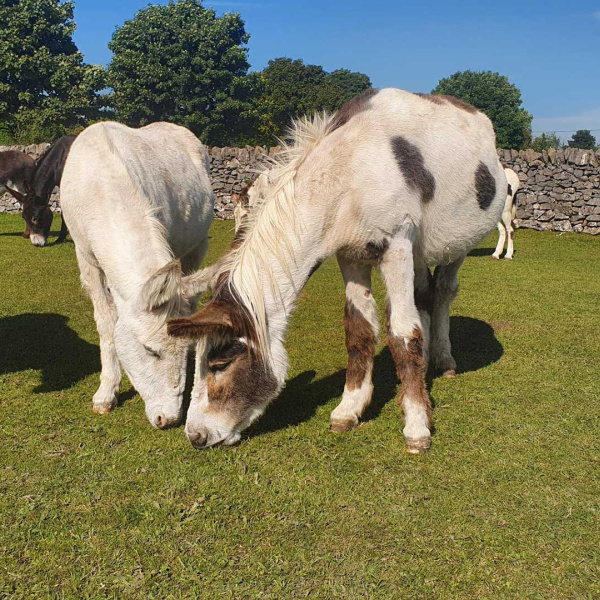 Flossy and Jubilee safe in Derbyshire