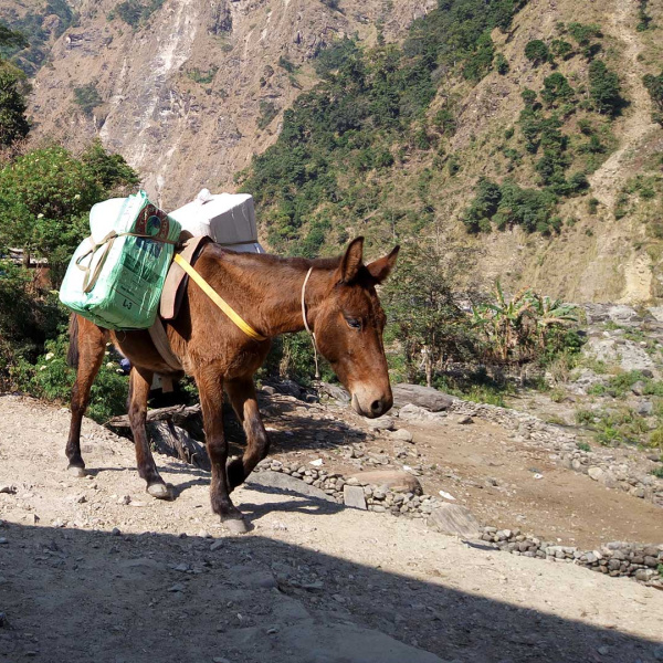 Mules with building supplies (Credit: Animal Nepal)
