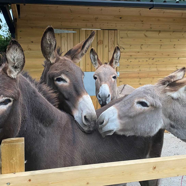 Sam (right) with his new pals Roger, Coco and Chocolate