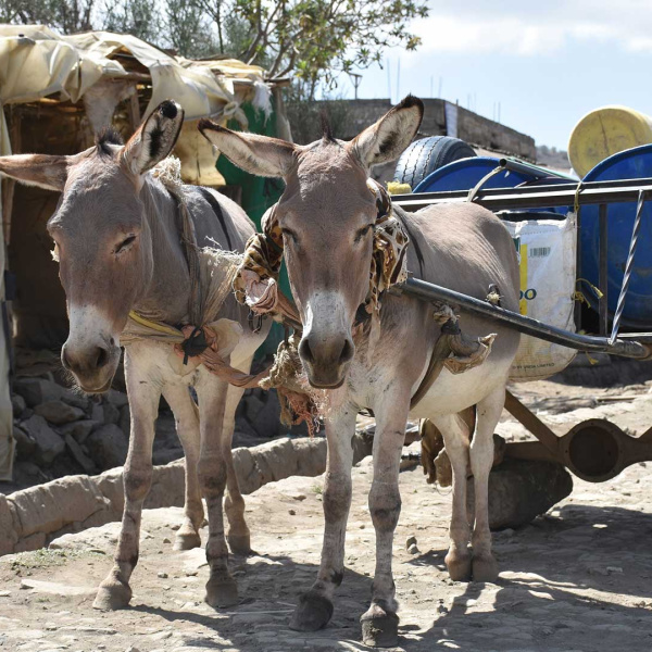 Working donkeys in Kenya