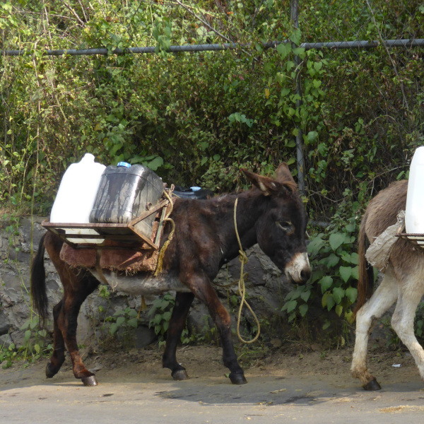 Two donkeys carrying water in Mexico