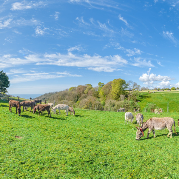 Donkeys in their field at The Donkey Sanctuary Sidmouth taken from the Virtual Tour