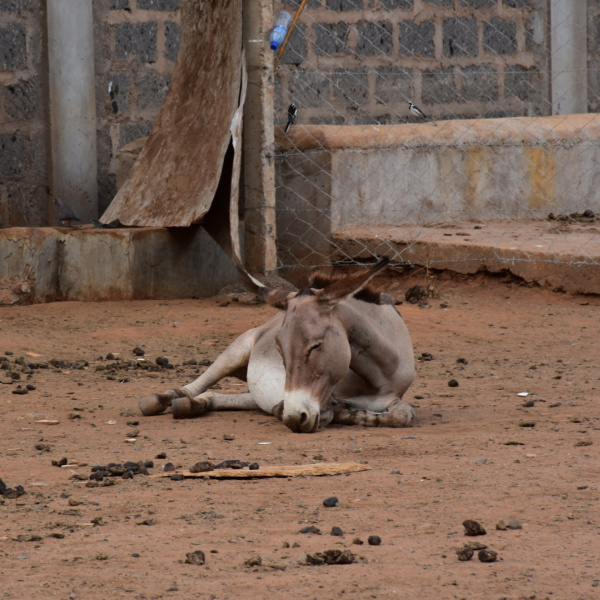 Donkey in inhumane surrounding at Kenyan slaughterhouse