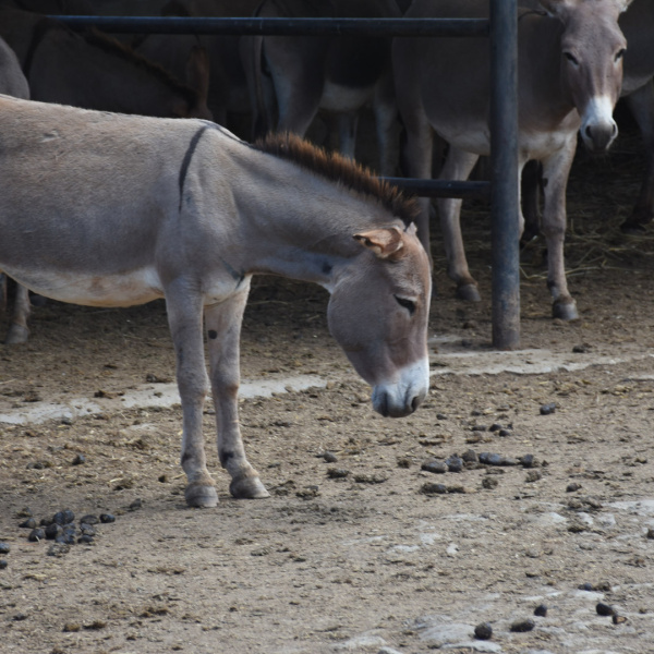 Donkey with head down at Kenyan slaughterhouse