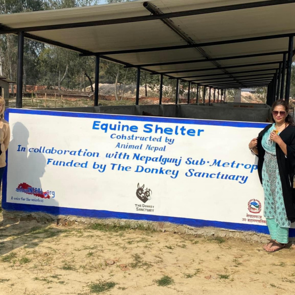 Equine shelter funded by The Donkey Sanctuary in Nepalgunj, Nepal