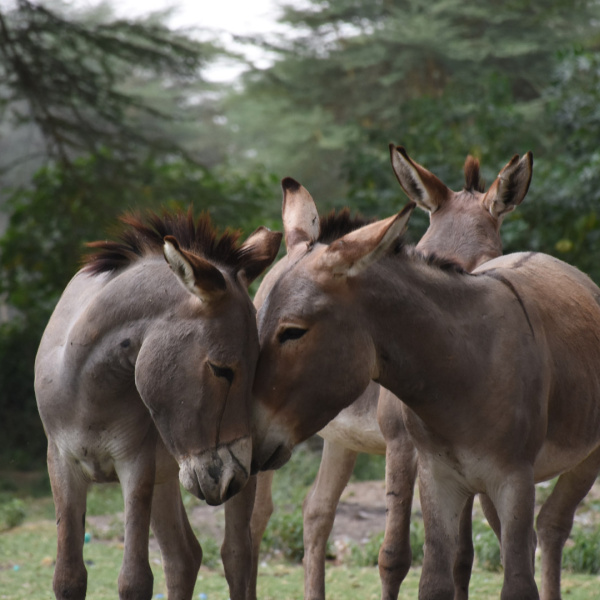 Donkeys touching heads in Kenya