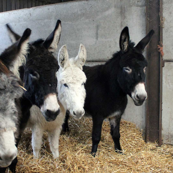 'The Herbs' safe after being rescued in York
