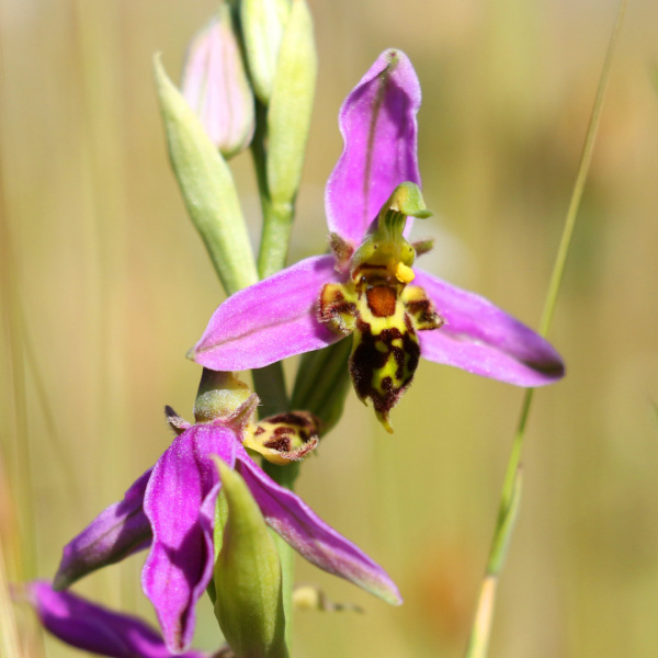 Bee orchid growing in the meadow at The Donkey Sanctuary Sidmouth