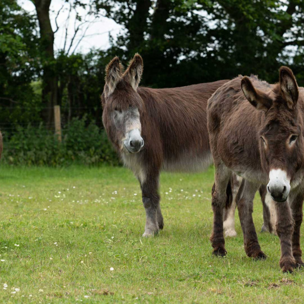 Adoption donkey felicity in her field with Marko and her other donkey friends