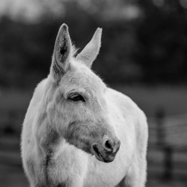 Adoption donkey Hannah - Obituary
