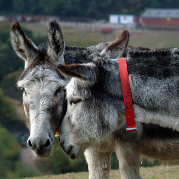 Donkeys form strong bonds with other donkeys