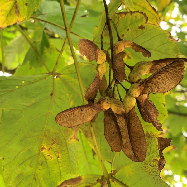Sycamore seeds in a Sycamore tree