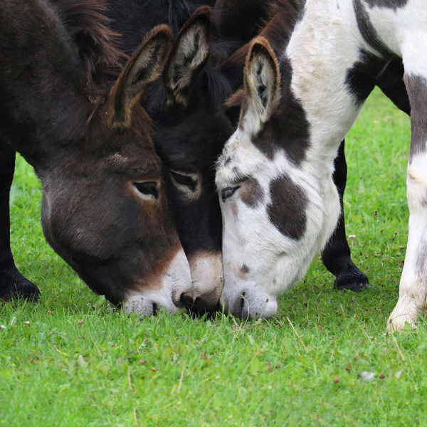 Surrey donkeys enjoying some grass together