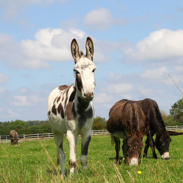 Surrey rescue donkeys in a field at The Donkey Sanctuary Sidmouth