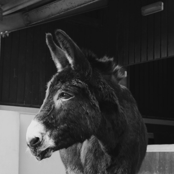 Black and white image of Alfie, retired adoption donkey