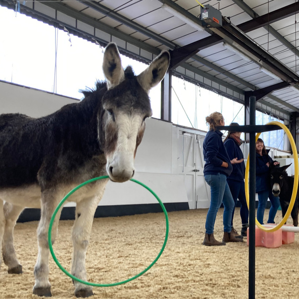 Donkey Henry with DWA and RSPCA staff on wellbeing day