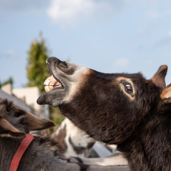 Braying Donkey image for BAFTA PR release