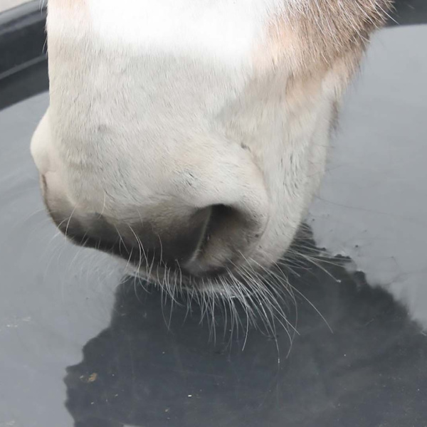 Image of donkey's muzzle drinking from a water container