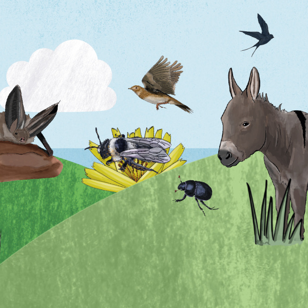 illustrated wildlife set on green hills