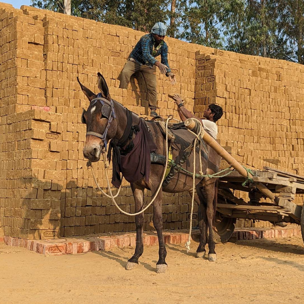 Unloading bricks from a working equine's cart. 