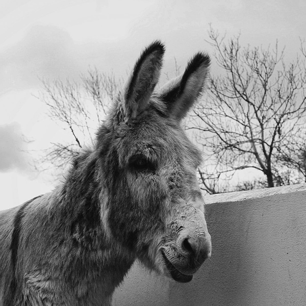 Retired adoption donkey Benjy who has sadly passed away.