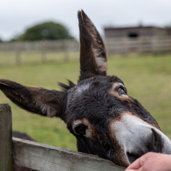 Image of donkey by fence with human hand touching it.