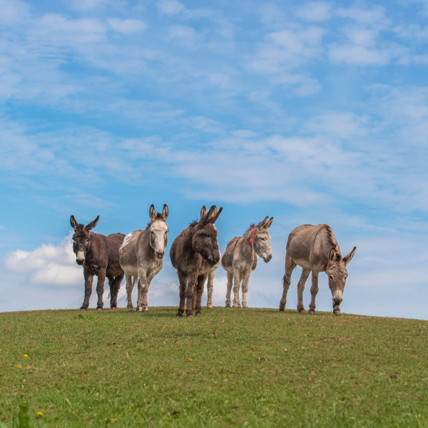 Five donkeys standing on hillside