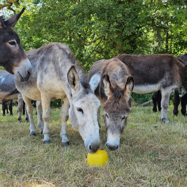 Donkey enrichment at Woods Farm