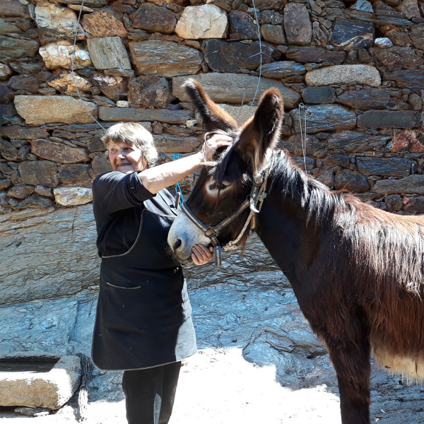 Owner with her working donkey in Portugal.