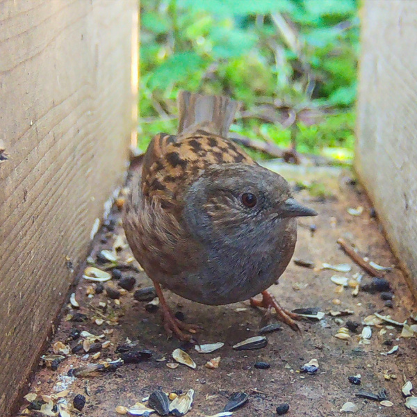 Dunnock bird captured by camera trap.