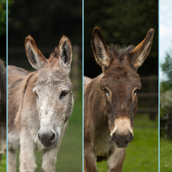 Retiring adoption donkeys Henry, Tiny Tim, Shock and Cisco.