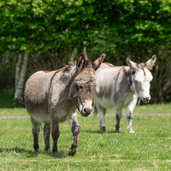 Adoption donkeys Hector and Sam.