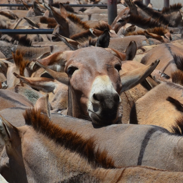 Donkeys awaiting slaughter in Tanzania
