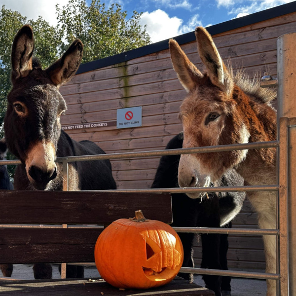 Donkeys Ocho and Oscar with pumpkin