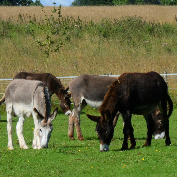 Leeds DAA donkey herd