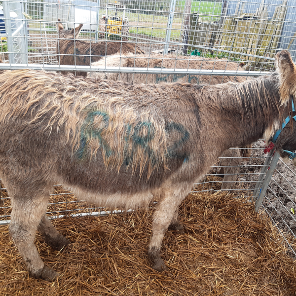 Rescued donkey from Bromyard, Hereford