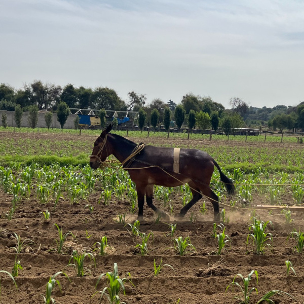 Working donkey in a field, mexico.