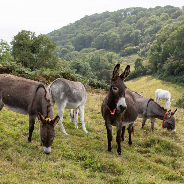 Donkeys at The Donkey Sanctuary in Sidmouth.