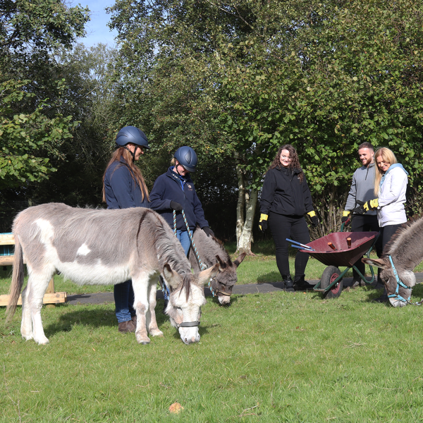 N Brown Group stood with donkeys