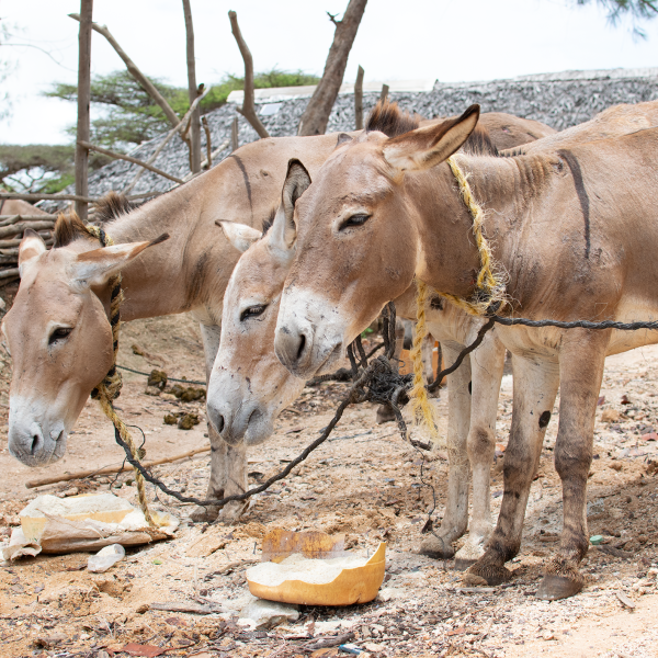 Donkeys feeding on bran providing by The Donkey Sanctuary Kenya