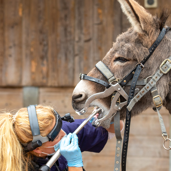 Donkey receiving dentistry check up by vet