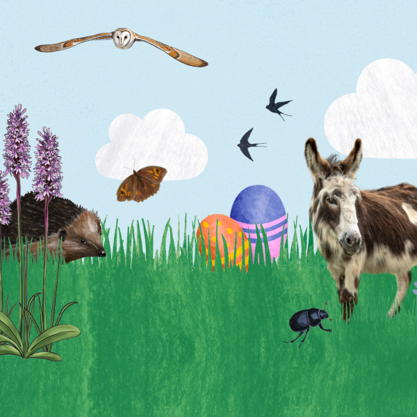 illustrated wildlife and easter eggs with drizzle