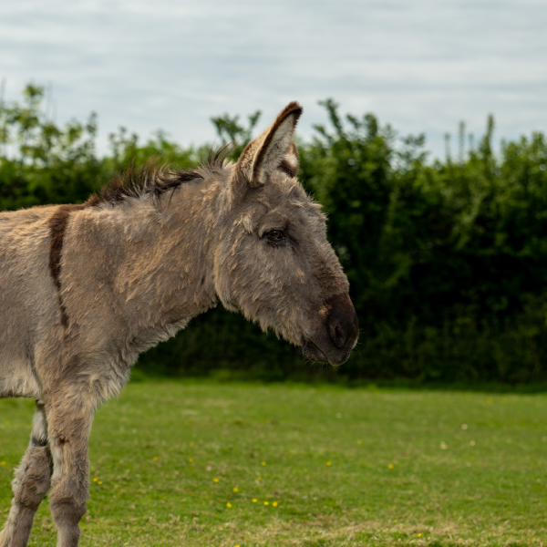 Adoption Donkey Timothy 002