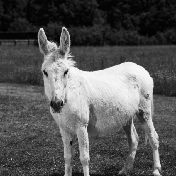 Adoption donkey Rickon obituary