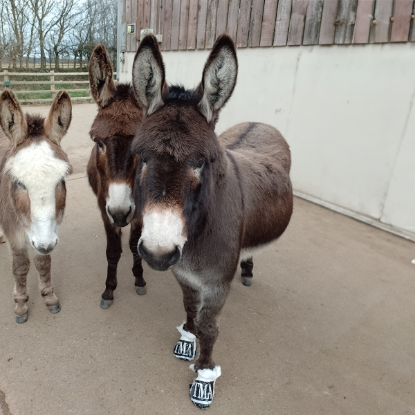 Rosie with two donkey friends in Devon