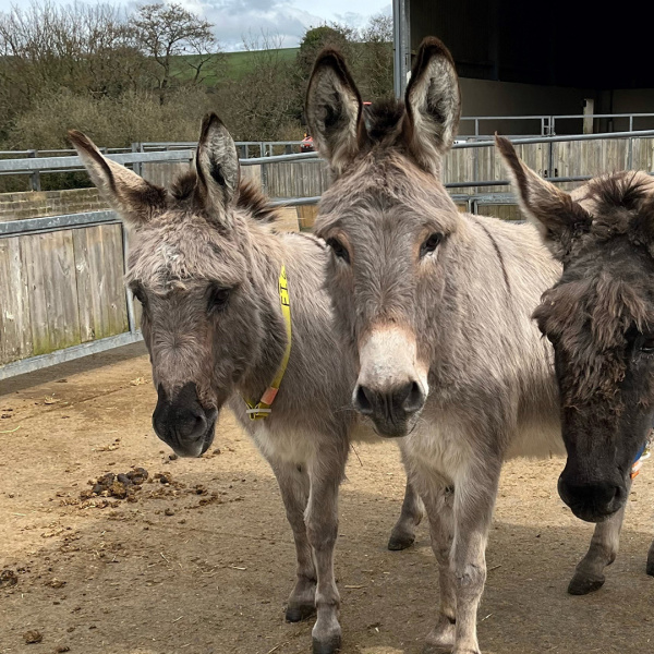 Polly with two donkey friends
